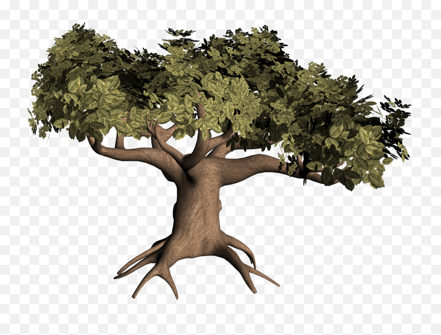 Download Broccoli Becomes Picture Tree - Transparent 3d Tree Png Emoji,Oak Tree Png