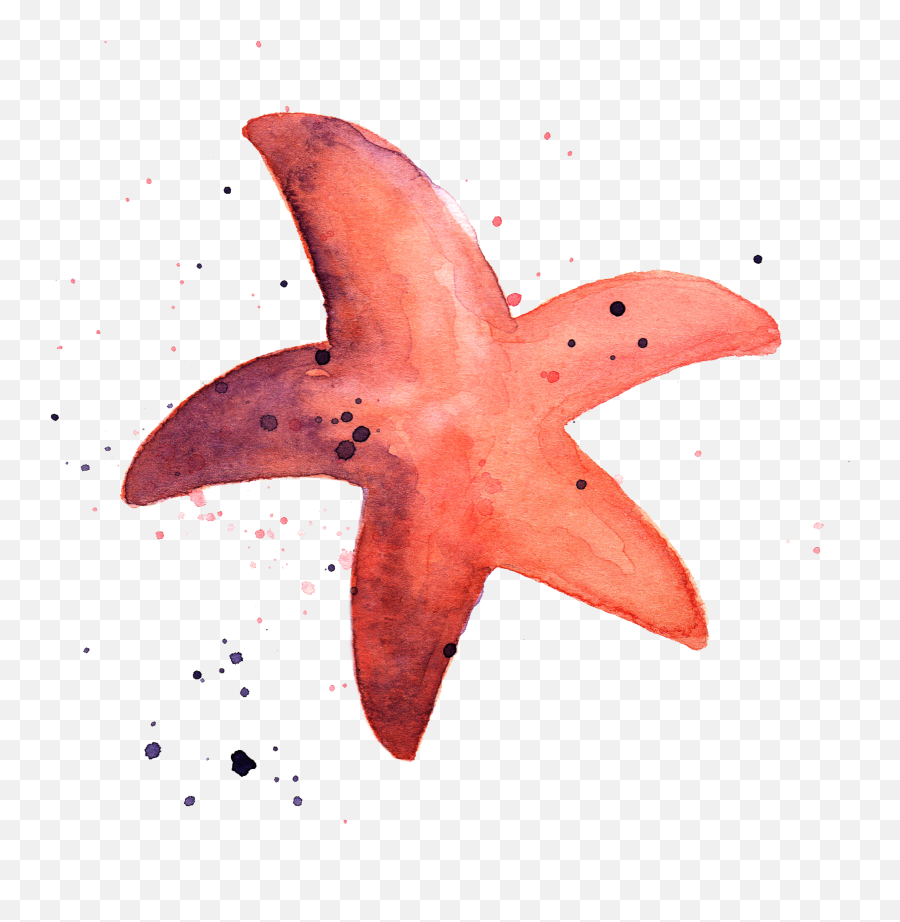 Tumblr Star Png - Starfish Png Emoji,Star Fish Png