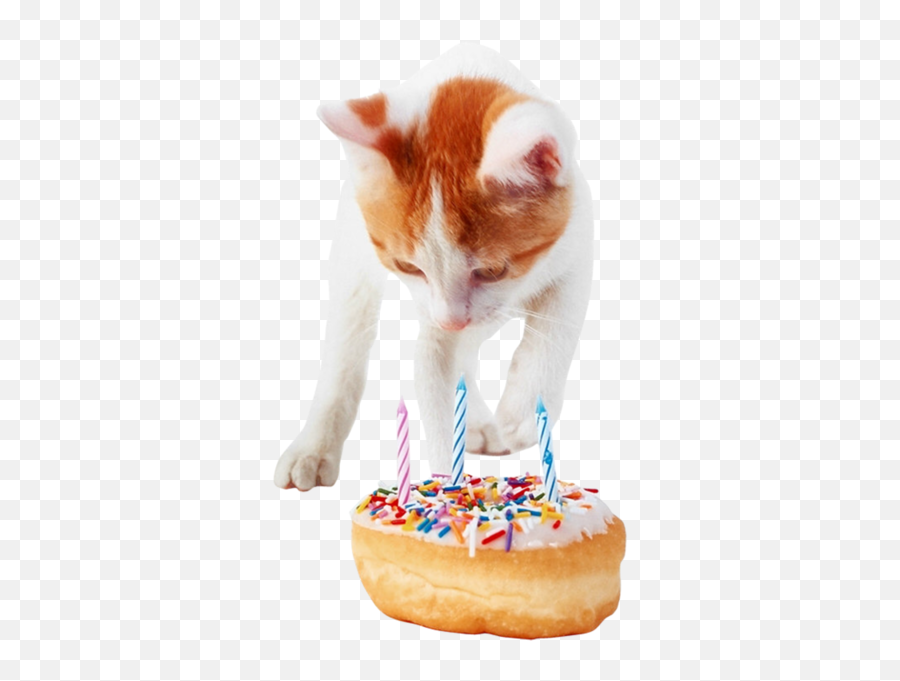 Birthday Cat Png Official Psds - Birthday Cat Png Emoji,Cats Png