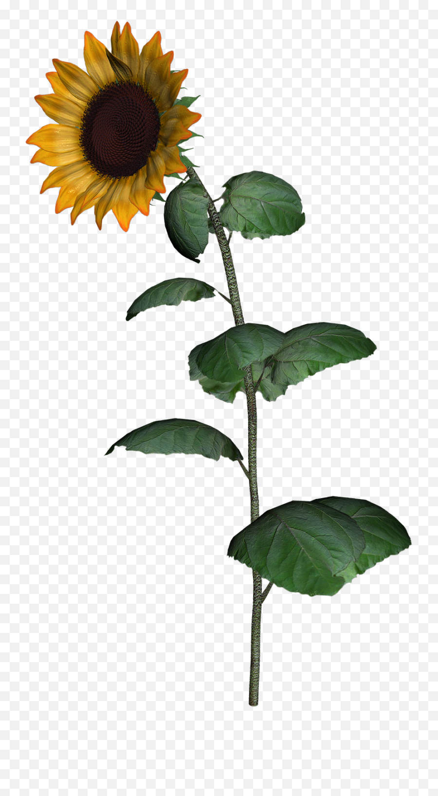 Sunflower Clipart With Leaf Png Images Transparent Png - Transparent Background Sunflower Img Emoji,Sunflower Clipart