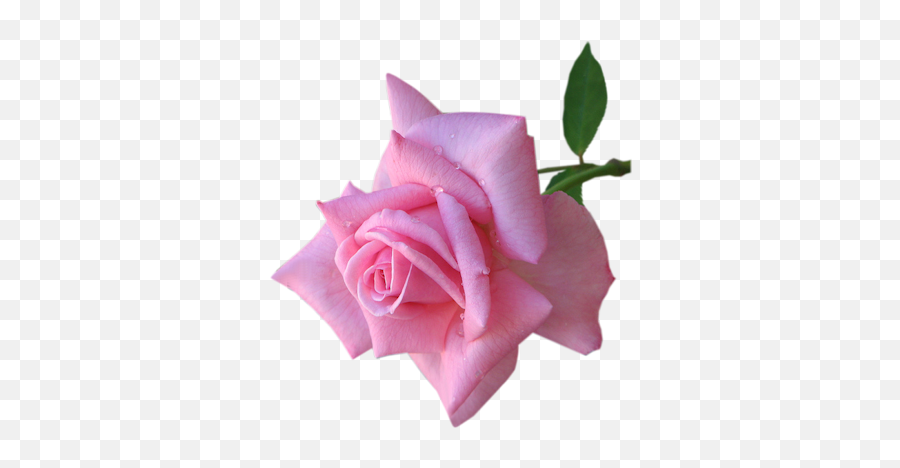 Index Of Userstbalzeflowerrosespng - Girly Emoji,Pink Rose Png