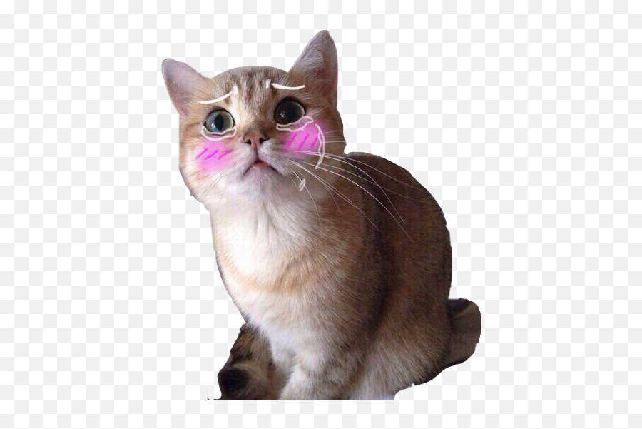 Download Sad Cat Sadcat Cute Kitten Freetoedit - Cat Full Emoji,Crying Cat Transparent