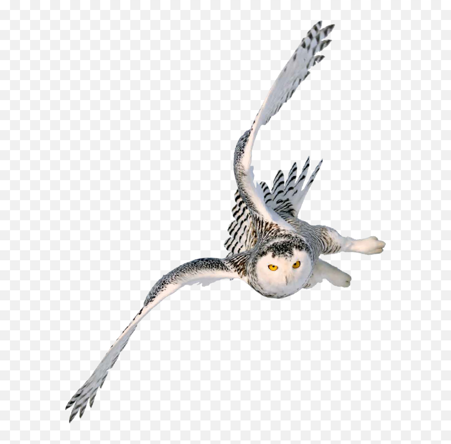 Snowy Owl Image Portable Network Graphics Barn Owl - Harry Flying Owl Png Transparent Emoji,Owl Png