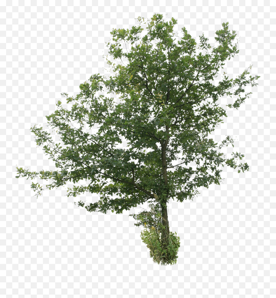 Oak Tree Png File - Oak Cut Out Png Emoji,Oak Tree Png