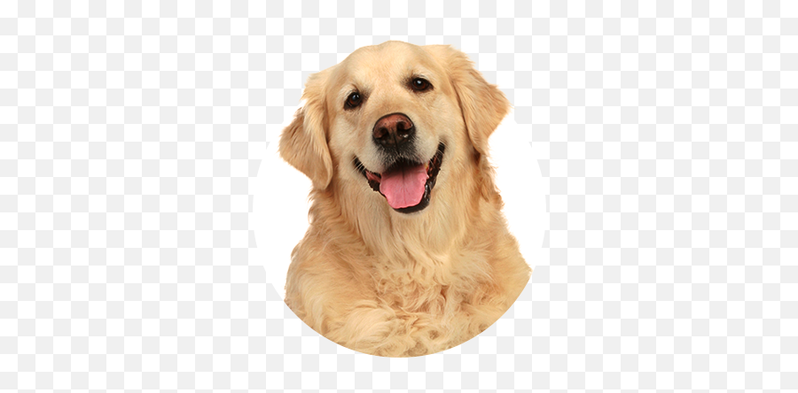Golden Retriever Cartoon Download Free - Dog Sitting White Background Emoji,Golden Retriever Clipart