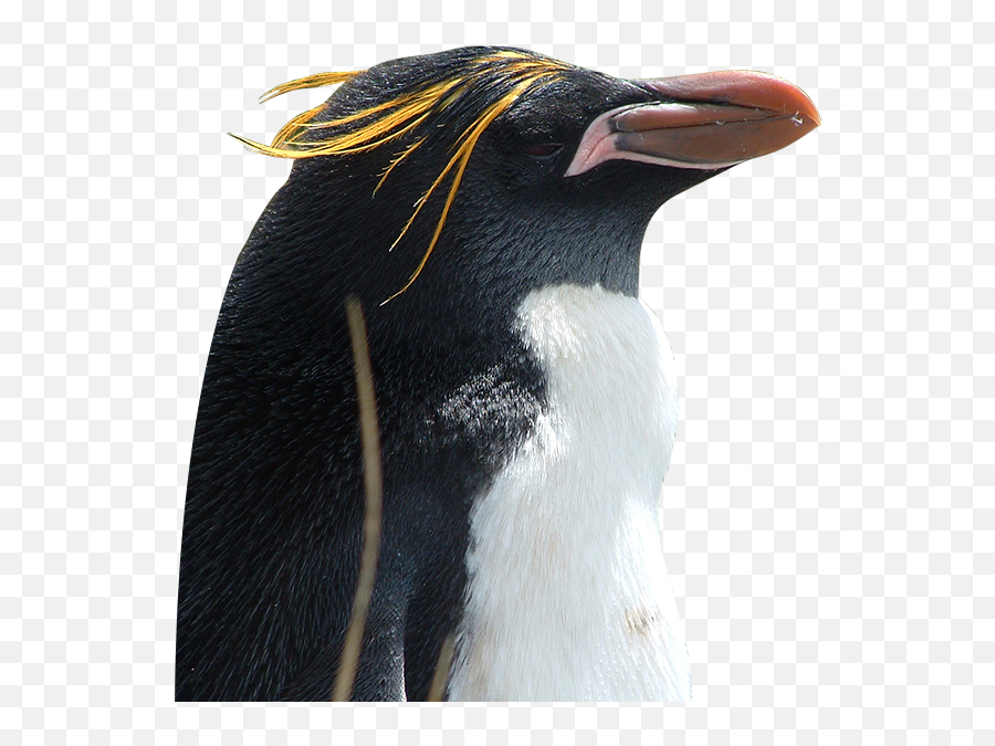 Macaroni - Crested Penguin Transparent Png Emoji,Penguin Transparent