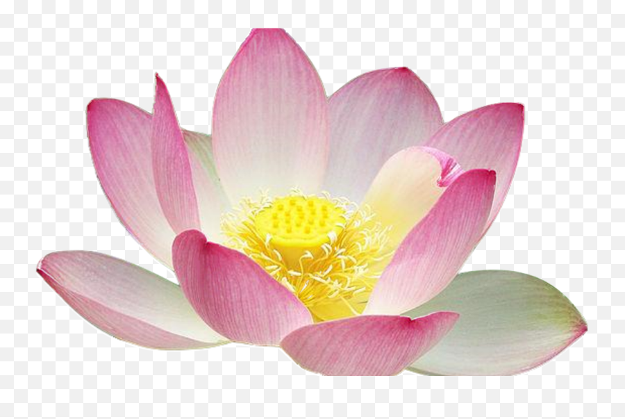 Download Hd Clipart Flower Free Lotus - Lotus Flowers Clipart Free Emoji,Lotus Flower Transparent Background