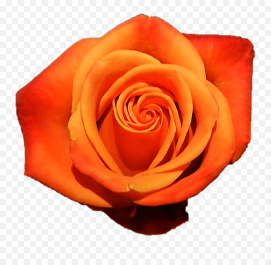 Wholesale Orange Roses Emoji,Orange Flowers Png