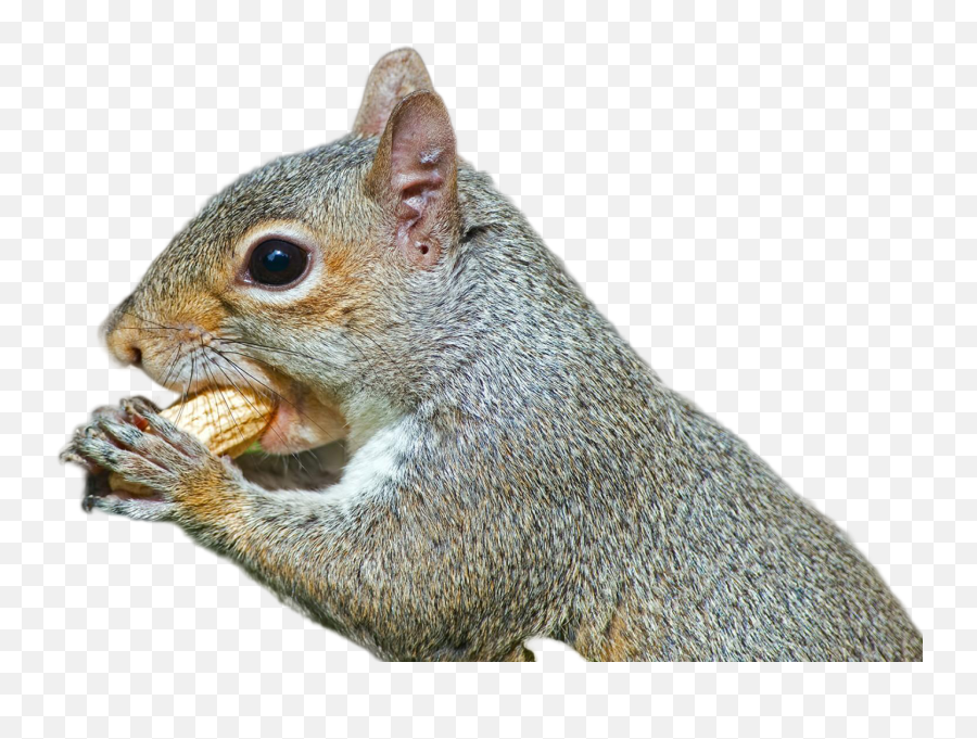 Squirrel Png - Grey Squirrel Transparent Emoji,Squirrel Png
