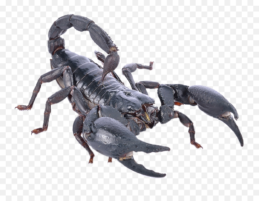 Poisonous Scorpion Png Photo - Scorpion Png Emoji,Scorpion Png