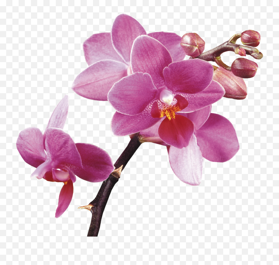 Download Spa Flower Orchids Free Hq Image Clipart Png Free - Purple Orchid Flower Png Emoji,Spa Clipart