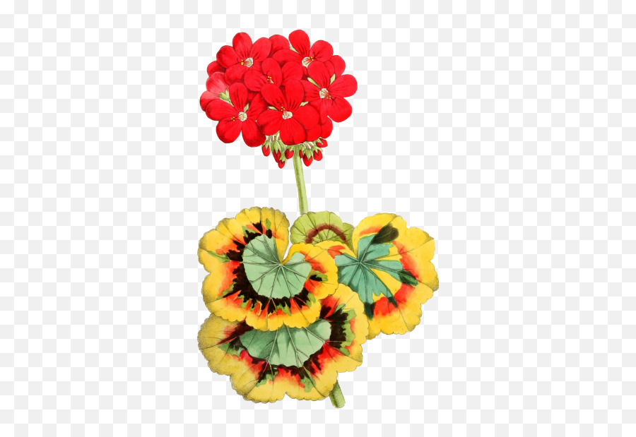 Red Flower Free Stock Photo - Public Domain Pictures Clipart Geranium Emoji,Red Flower Png