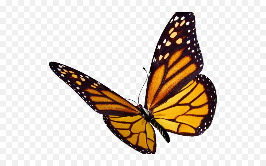 Monarch Butterfly Clipart Viceroy - Monarch Butterfly Png Emoji,Butterfly Transparent Background