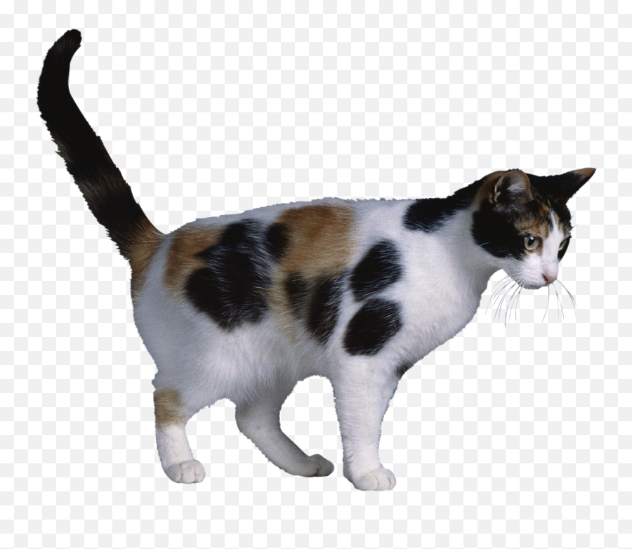 Cat Png Emoji,Genetics Clipart