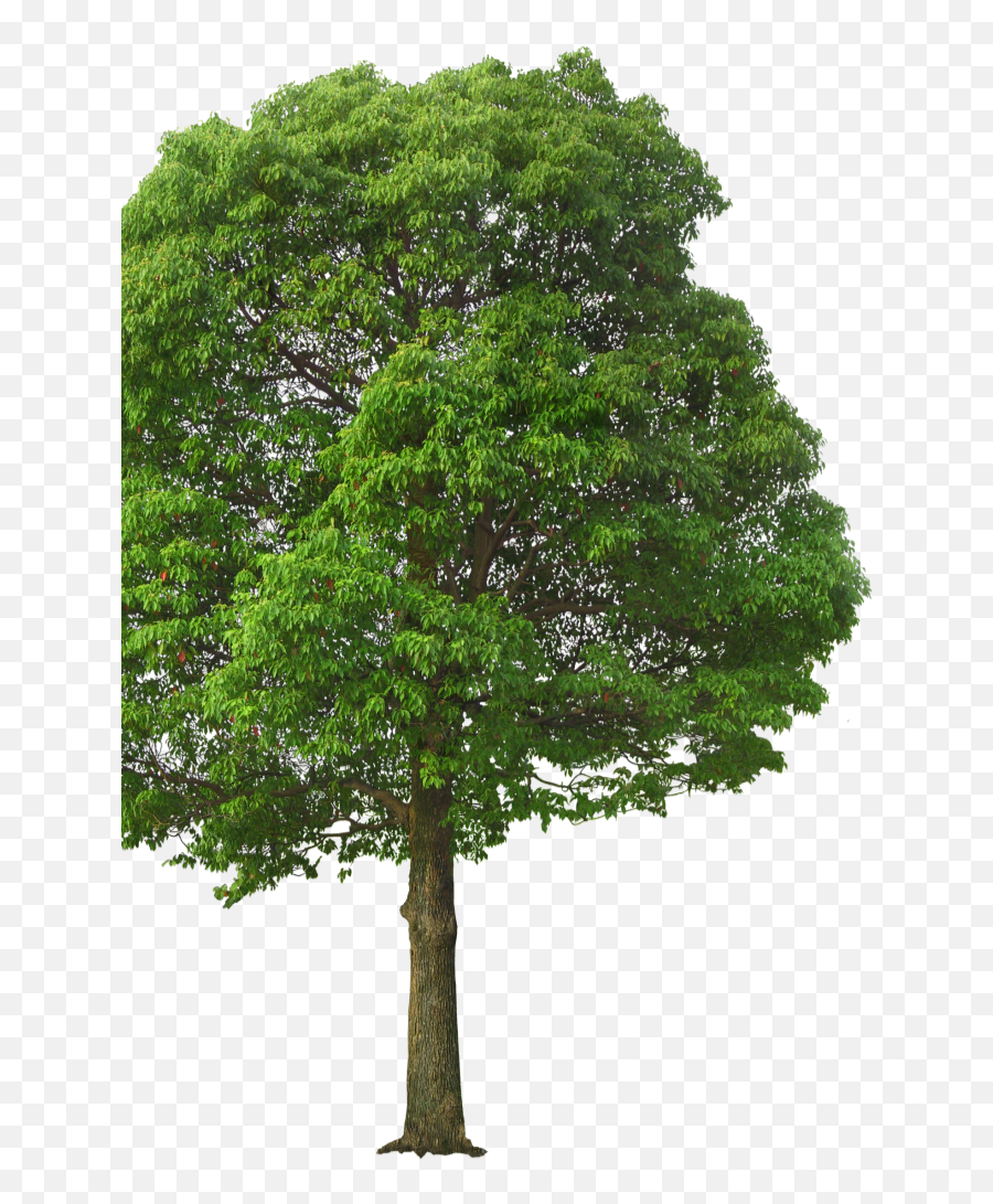 Live Oak Tree Png - Tree Front View Png Emoji,Oak Tree Png