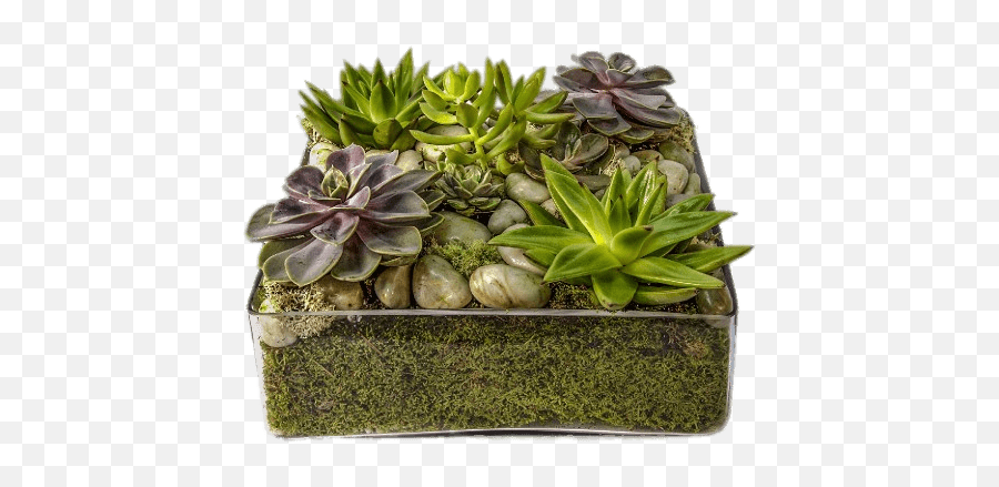 Glass Container With Succulents - Tray Of Succulents Emoji,Succulent Png