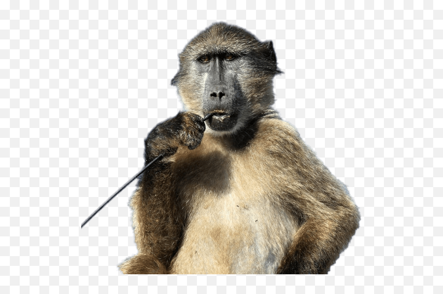 Baboon With Stick In His Mouth Png - Photo 12 Free Png Transparent Baboon Png Emoji,Mouth Png