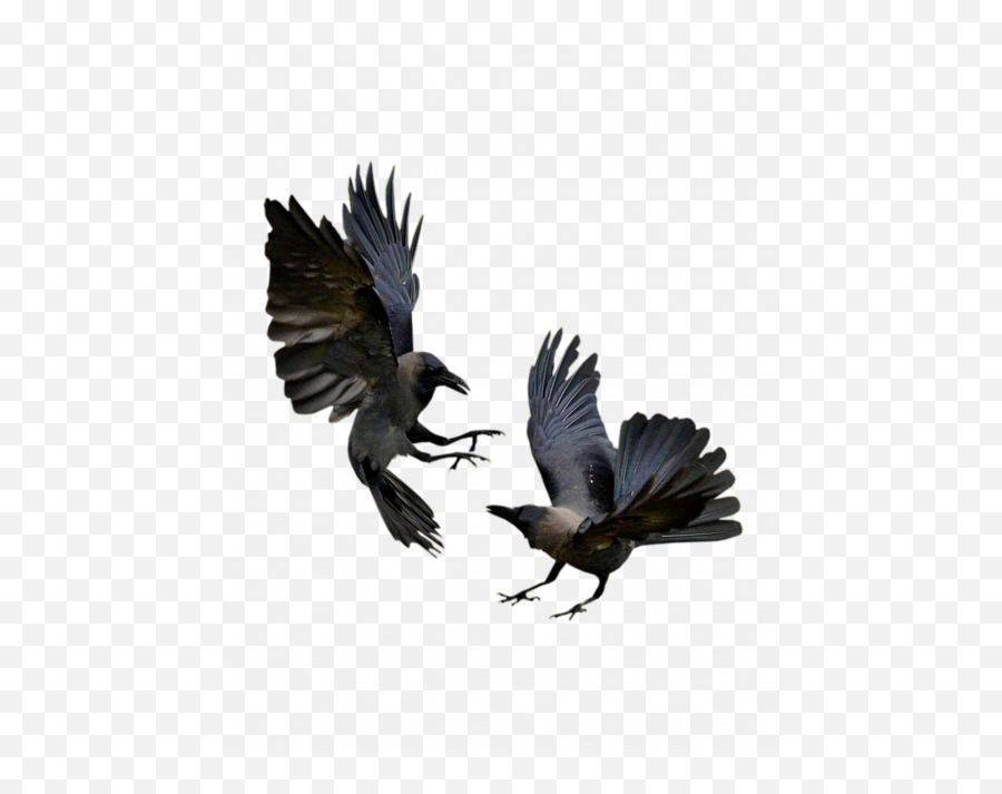 Download Hd Raven Wings Six Of Crows Png Bilder Crows Emoji,Ravens Png