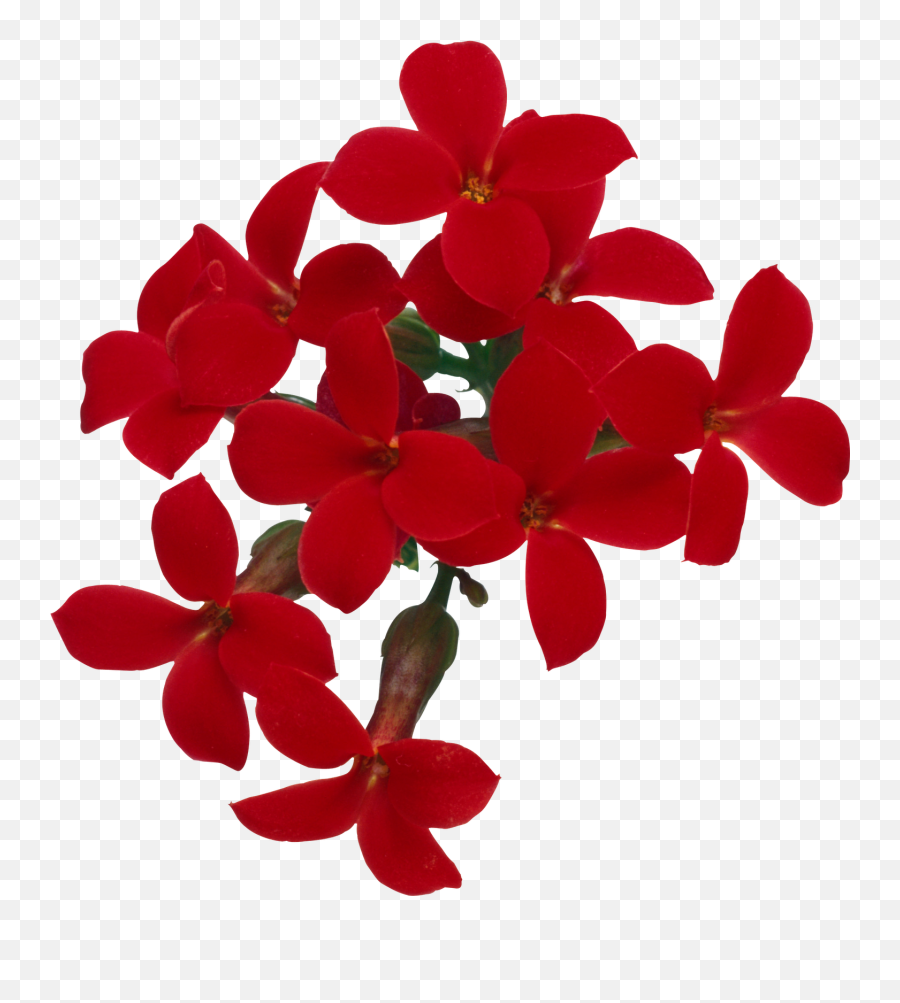 Flores Png Ramos Etc Renders - Flores En Planta Png Emoji,Flores Png
