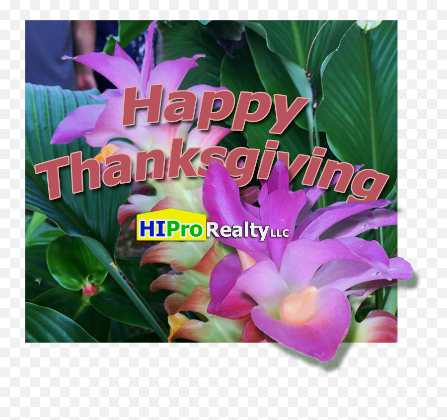 Happy Thanksgiving Hauu0027oli La Hou0027omaikau0027i - Moth Orchids Emoji,Happy Thanksgiving Png