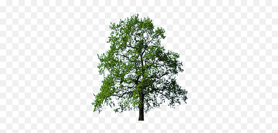 Oak Tree Transparent Background Free Png Images - Tree Emoji,Tree Transparent