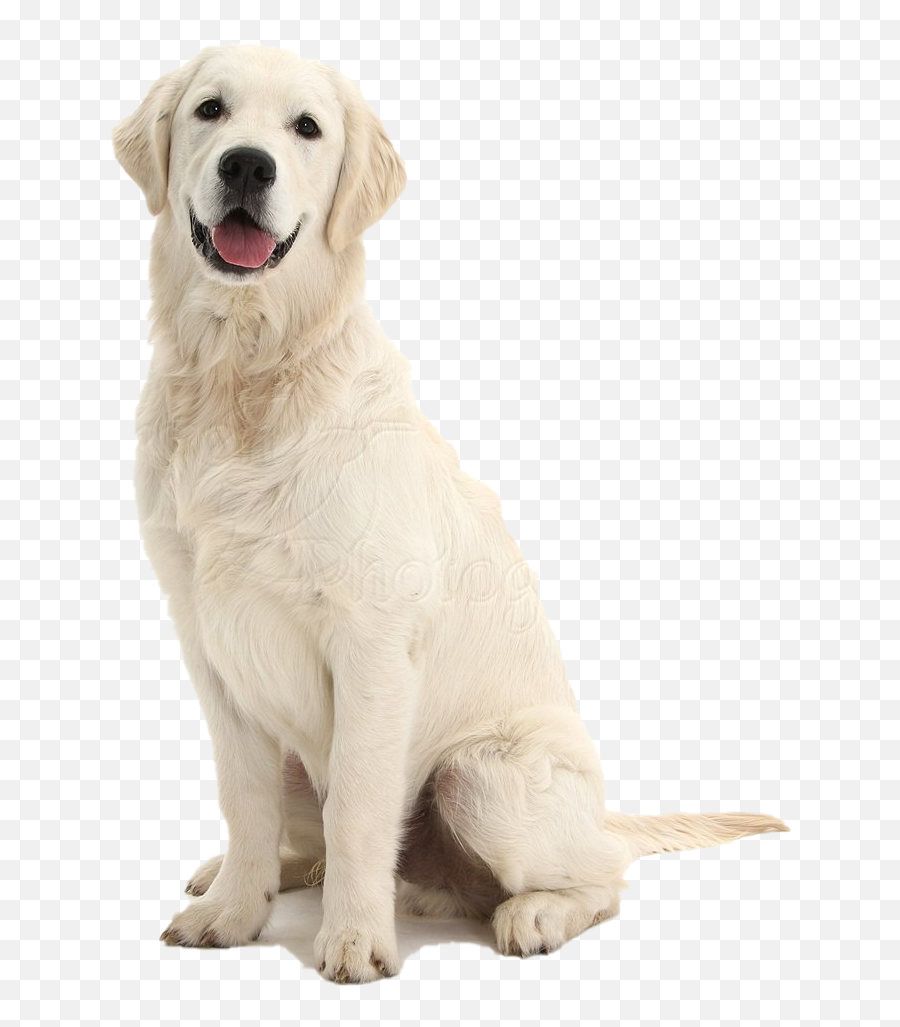 Dog Sitting Png File - Transparent Dog Png Emoji,Dog Transparent Background