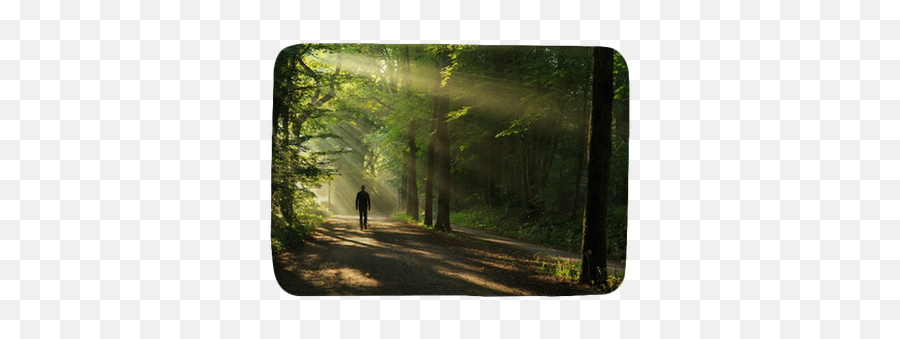 Man Walking In A Lane Of Trees And Sun Rays Bath Mat U2022 Pixers - We Live To Change Northern Hardwood Forest Emoji,Sun Rays Png