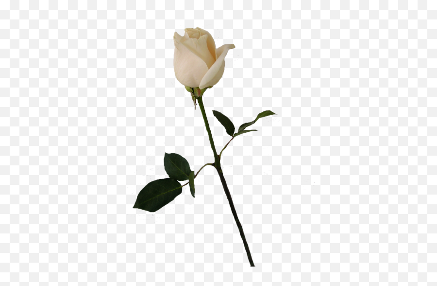 Download Hd Flower Stems Png - White Rose Bud Transparent Transparent Png Rose Buds Emoji,White Rose Png