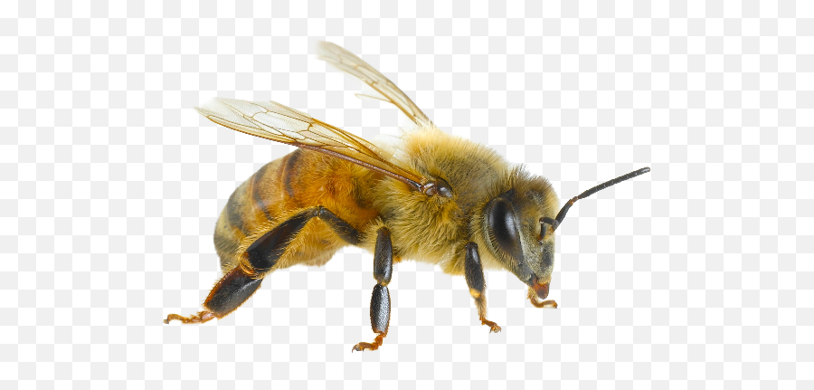 Bees - Bee Body Close Up Emoji,Bee Transparent