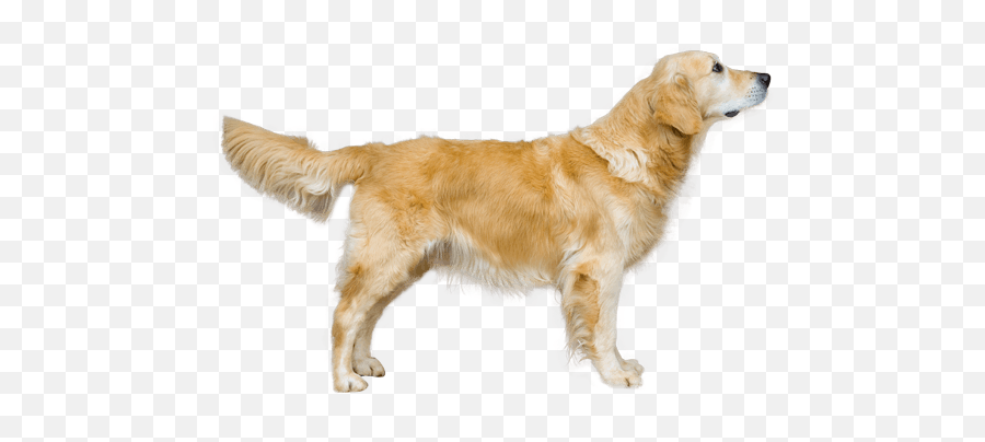 Clipart Library Library Dog Breed Facts - Female Golden Retriever Standing Emoji,Golden Retriever Clipart