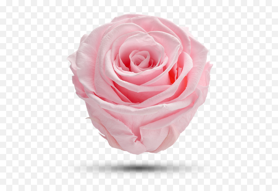 Baby Pink - Royal Flowers Baby Pink Rose Png Emoji,Pink Rose Png