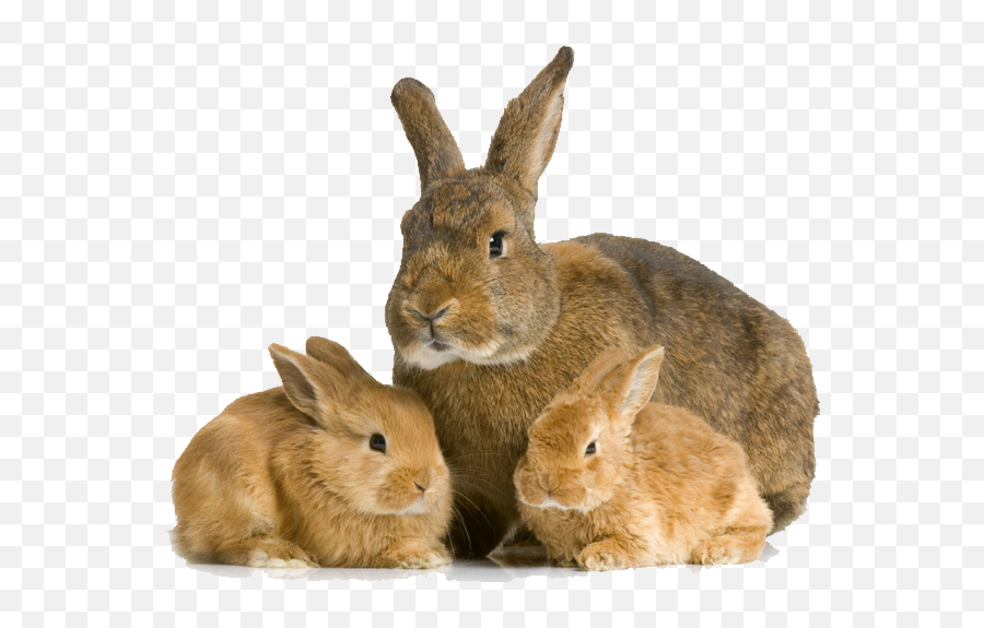 Rabbit Bunny Transparent Images Png Arts - Rabbit And Bunny Png Emoji,Bunny Transparent