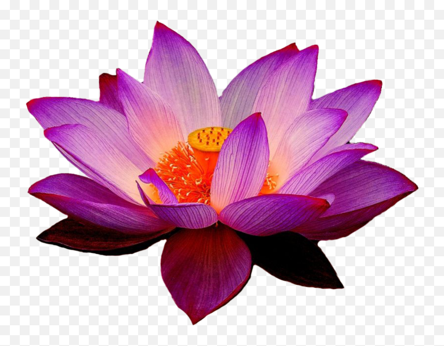 Lotus Flower Transparent Png All Emoji,Pink Flower Transparent