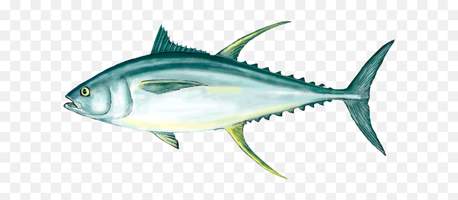 Ahi Tuna Fish Png Image - Tuna Fish Clipart Png Emoji,Fish Transparent Background