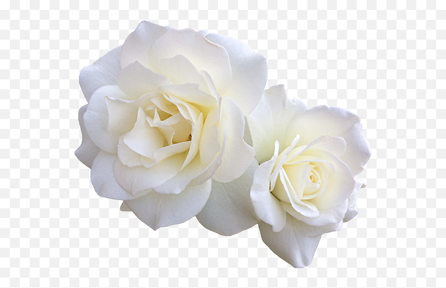 Roses - Still Life Photography Emoji,White Rose Png