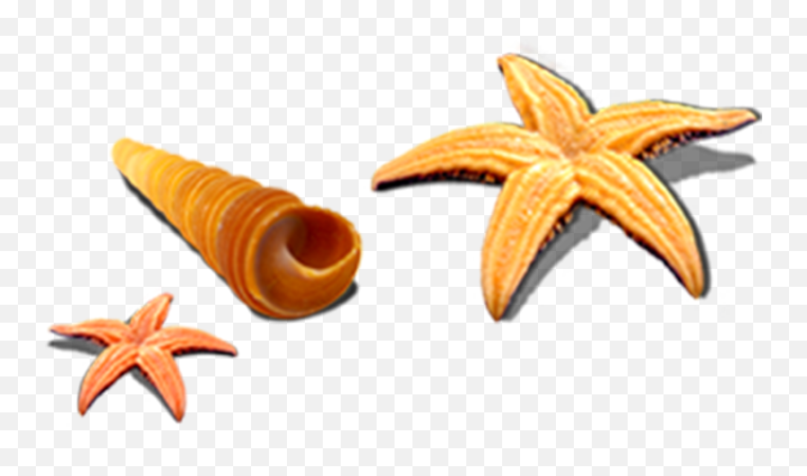 Seashell Sea Snail Seafood Shells Conch Transprent Emoji,Seashells Clipart