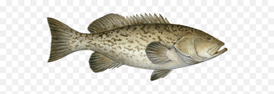 Download Grouper Fish - Full Size Png Image Pngkit Emoji,Fish Emoji Png