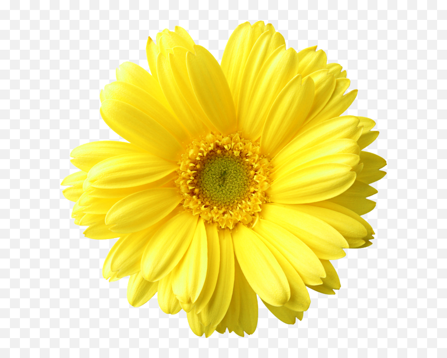 Dressing Room - Make Set With Item Heavenlyspider Plants Emoji,Yellow Daisy Png