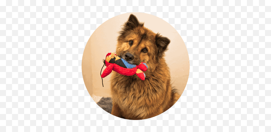Puppy Training Tips - Dog Training Dog Boarding Ruffgers Emoji,Dog Agility Clipart