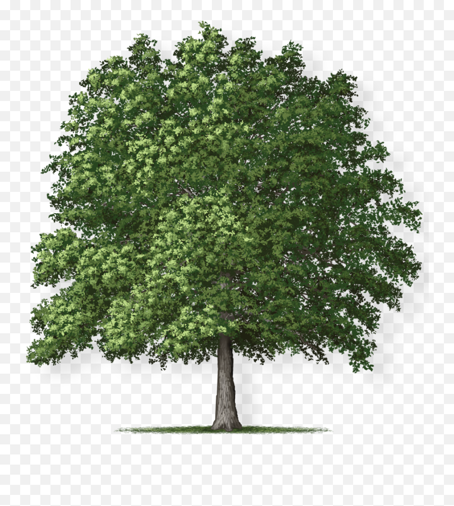Tree Height - Overcup Oak Emoji,Oak Tree Png