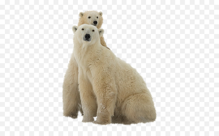 Polar Bears Transparent Background - Transparent Background Polar Bear Clipart Emoji,Polar Bear Png