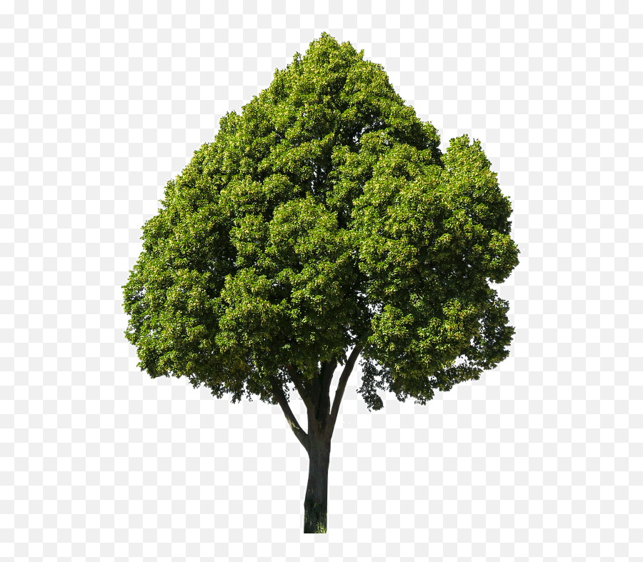 Nature Png Transparent Free Images - Baum Freigestellt Png Emoji,Nature Png