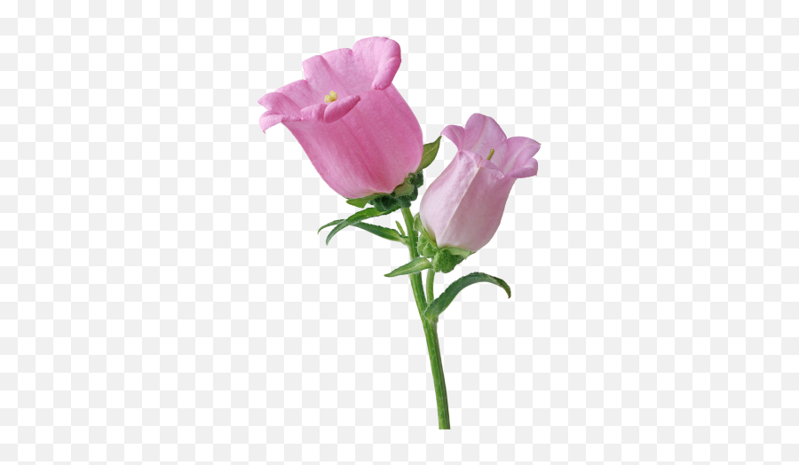Bellflower Png Bellflower Transparent Background - Freeiconspng Emoji,Single Flower Png