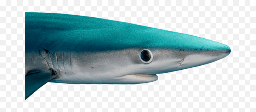 The Time For Ocean Conservation Is Now - Beneath The Waves Emoji,Shark Week Logo