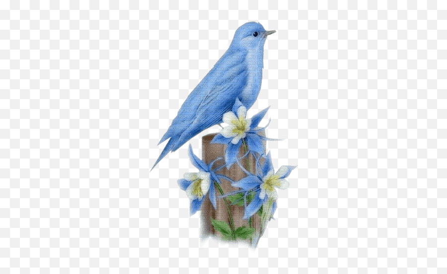 Oiseau Oiseau Bleu - Picmix Emoji,Bluebirds Clipart