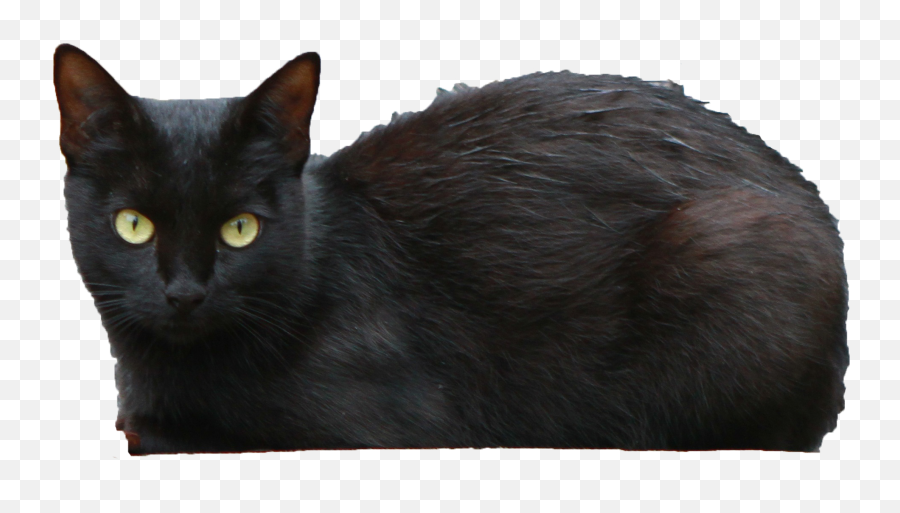 Free Halloween Png Images - Black Cat Transparent Background Emoji,Halloween Png