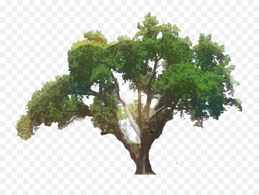Clip Art Southern Live Oak Tree - Transparent Background Real Tree Clipart Emoji,Oak Tree Png