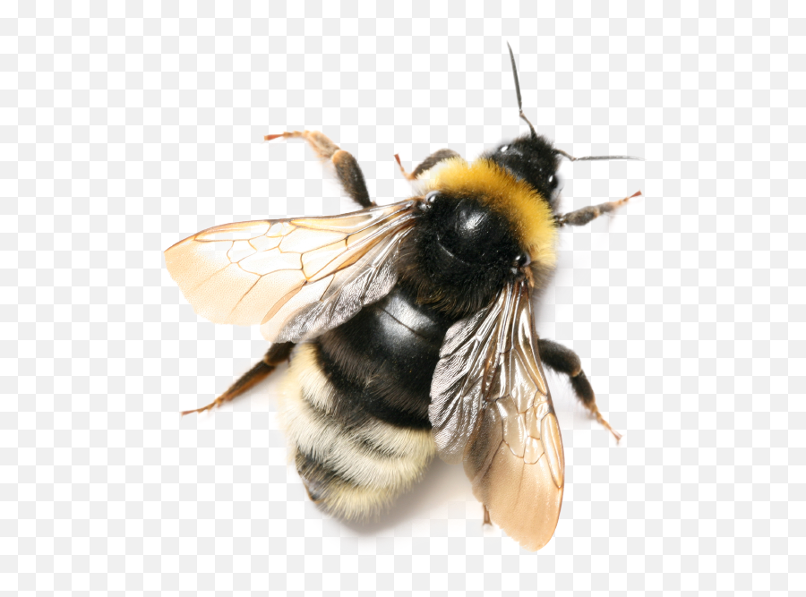 Bubble Bee Transparent Emoji,Bee Transparent