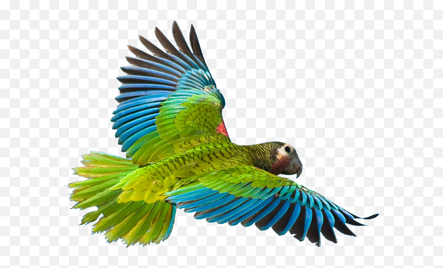 Tropical Birds Flying Png - Flying Parrot Transparent Background Emoji,Birds Flying Png