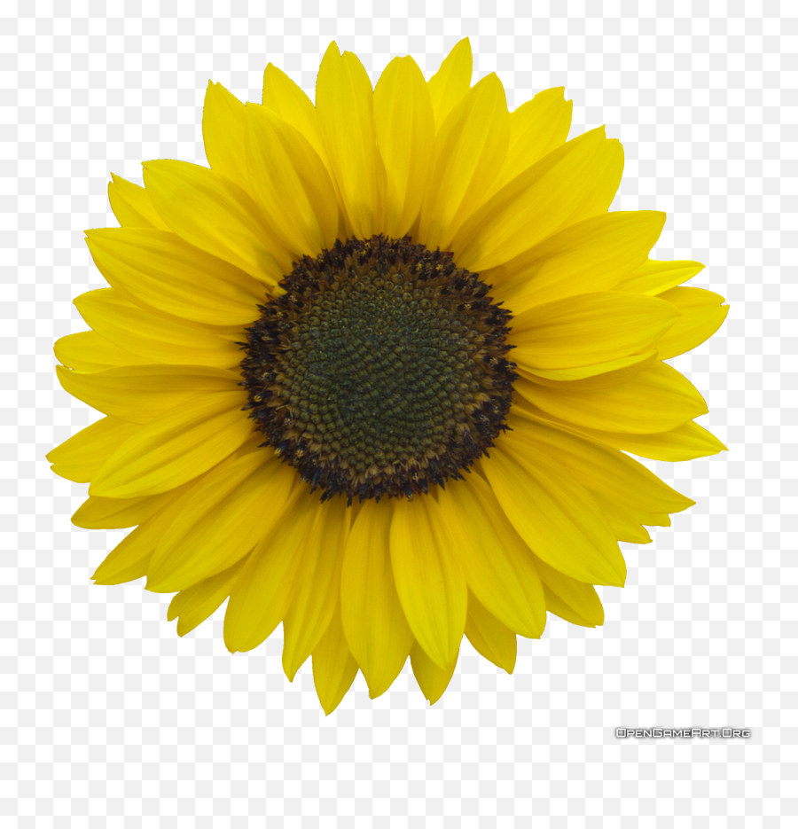 Sunflower Clipart Clear Background - Sunflower With Cartoon Transparent Background Sunflower Transparent Emoji,Sunflower Clipart